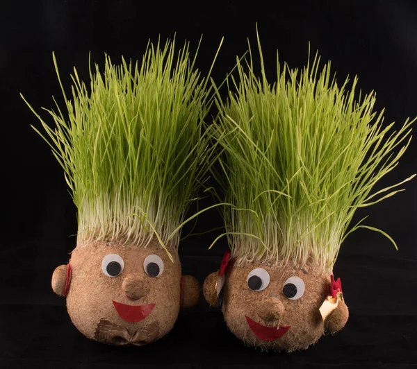 Germinated wheat, a tradition of Saint Andrews Day. Handmade doll stuffed with wood shavings — Stock Image Germinated Wheat Tradition Saint Andrews Day Handmade Doll Stuffed Wood Royalty Free Stock Photos