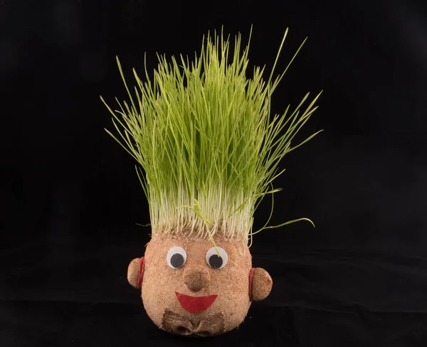 Germinated wheat, a tradition of Saint Andrews Day. Handmade doll stuffed with wood shavings — Stock Image Germinated Wheat Tradition Saint Andrews Day Handmade Doll Stuffed Wood Stock Image
