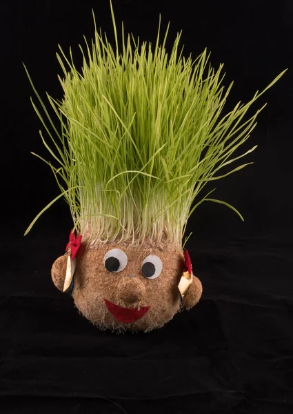 Germinated wheat, a tradition of Saint Andrews Day. Handmade doll stuffed with wood shavings — Stock Image Germinated Wheat Tradition Saint Andrews Day Handmade Doll Stuffed Wood Royalty Free Stock Images