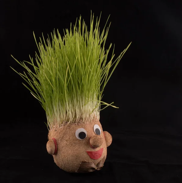 Germinated wheat, a tradition of Saint Andrews Day. Handmade doll stuffed with wood shavings — Stock Image Germinated Wheat Tradition Saint Andrews Day Handmade Doll Stuffed Wood Stock Image