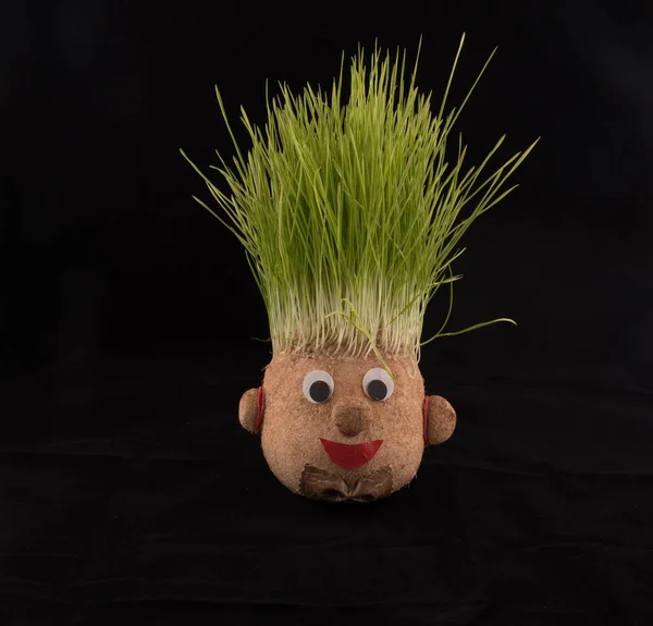 Germinated wheat, a tradition of Saint Andrews Day. Handmade doll stuffed with wood shavings — Stock Image Germinated Wheat Tradition Saint Andrews Day Handmade Doll Stuffed Wood Royalty Free Stock Photos