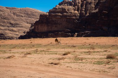 Amman, Ürdün, 17 Mart 2019: Wadi Rum (Ay Vadisi) Ürdün 'ün en güneyinde, Arap çölünün batı kıyısında yüksek bir platoda yer almaktadır..