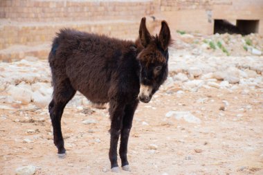Petra, Ürdün, 17 Mart 2019: Antik Petra şehrinde Eşek