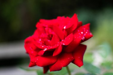 Kırmızı gül. Bekar, güzel bir gül. Aşk, Sevgililer Günü, Sevgililer Günü, Anneler Günü, Kadınlar Günü, Bahar Kutlaması