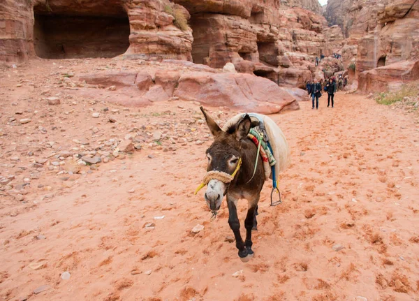 Ammán Jordania Marzo 2019 Khazneh Tesoro Antigua Ciudad Petra Jordania — Foto de Stock