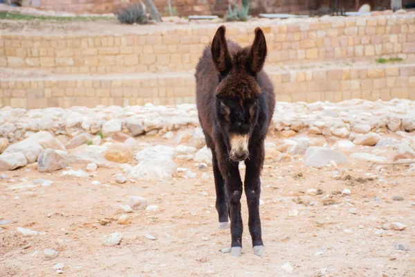 Petra Jordan 17Th March 2019 Donkey Ancient City Petra — Stock Photo, Image