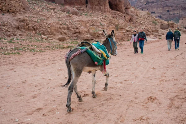 Ammán Jordania Marzo 2019 Khazneh Tesoro Antigua Ciudad Petra Jordania — Foto de Stock