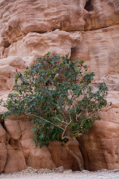 Ammán Jordania Marzo 2019 Khazneh Tesoro Antigua Ciudad Petra Jordania — Foto de Stock