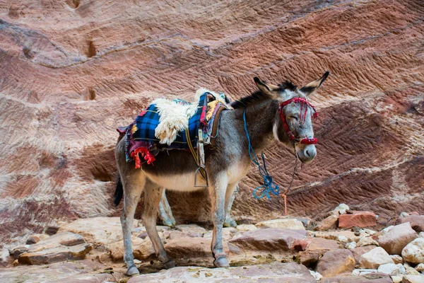 Amman Jordanien März 2019 Khazneh Die Schatzkammer Antike Stadt Petra — Stockfoto