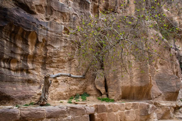 Amman Jordanien März 2019 Khazneh Die Schatzkammer Antike Stadt Petra — Stockfoto