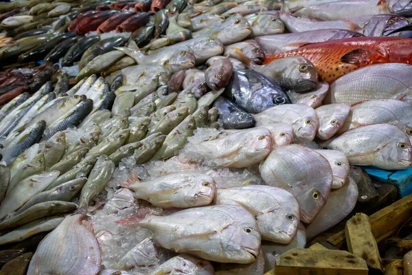 Fresh Seafood Fish Market Hurghada Egypt — Stock Photo, Image