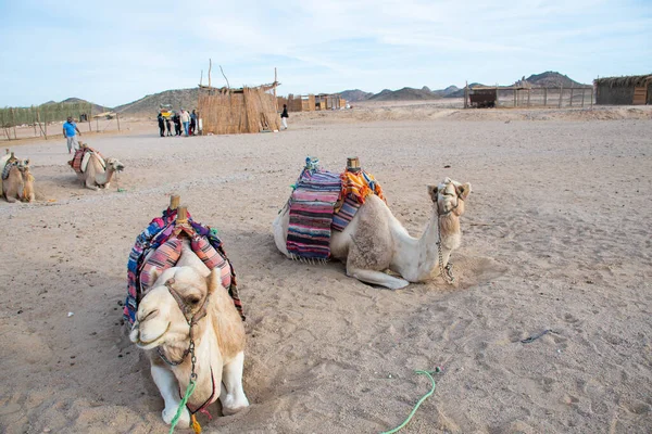 Cairo Egipto Diciembre 2018 Campamento Beduino Medio Del Desierto — Foto de Stock