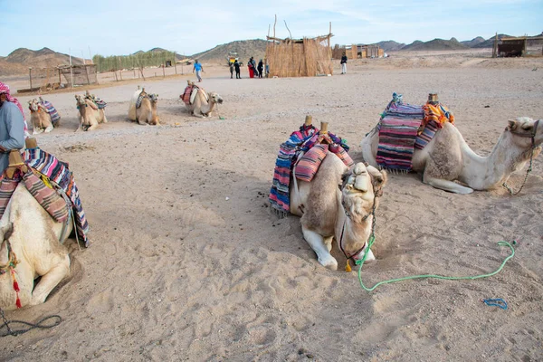 Cairo Egipto Diciembre 2018 Campamento Beduino Medio Del Desierto — Foto de Stock