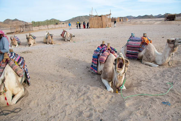 Каир Египет Декабря 2018 Года Бедуинский Лагерь Посреди Пустыни — стоковое фото