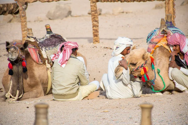 Cairo Egito Dezembro 2018 Acampamento Beduíno Meio Deserto — Fotografia de Stock