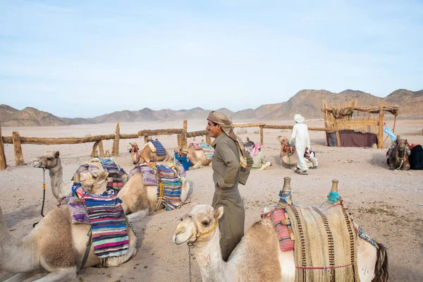 Cairo Egipto Diciembre 2018 Campamento Beduino Medio Del Desierto — Foto de Stock