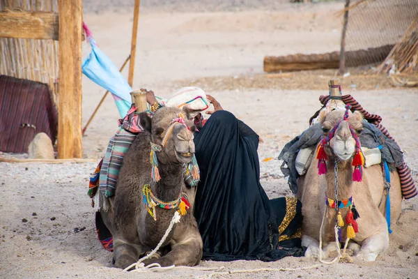 Cairo Egito Dezembro 2018 Acampamento Beduíno Meio Deserto — Fotografia de Stock