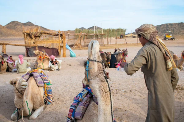 Cairo Egito Dezembro 2018 Acampamento Beduíno Meio Deserto — Fotografia de Stock