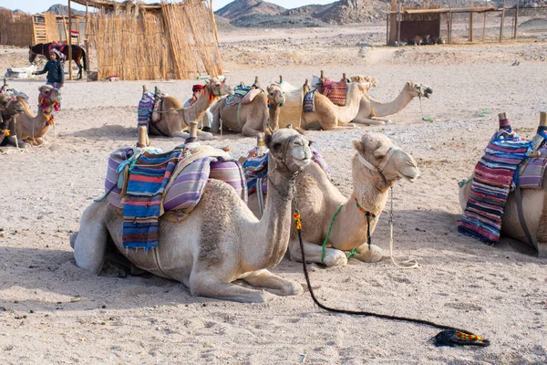 Каир Египет Декабря 2018 Года Бедуинский Лагерь Посреди Пустыни — стоковое фото
