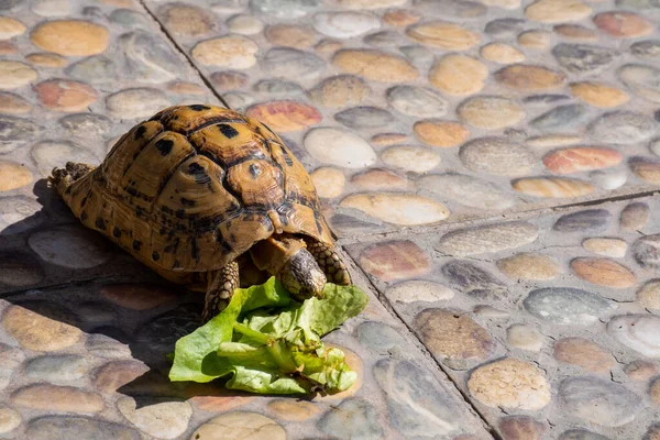 Small Young Turtles Eating Green Leaf — Stock Photo, Image