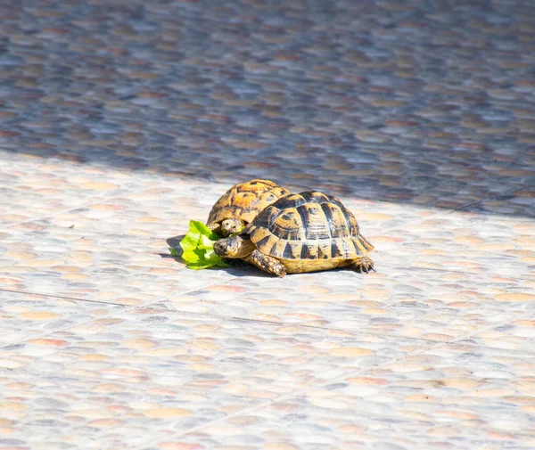 Kleine Jonge Schildpadden Die Een Groen Blad Eten — Stockfoto