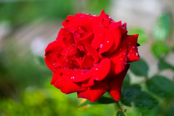 Rote Rose Eine Einzige Schöne Rose Liebe Valentinstag Tag Muttertag — Stockfoto