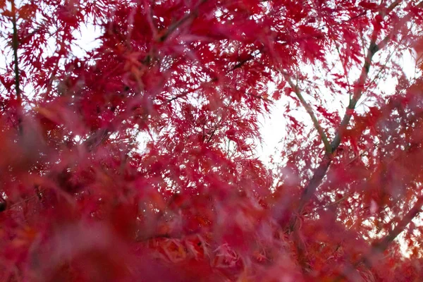 Parkta Kırmızı Yapraklar — Stok fotoğraf