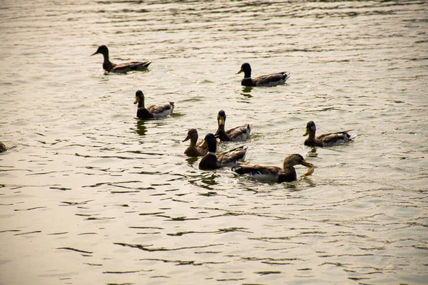 Enten Schwimmen Auf Dem See — Stockfoto