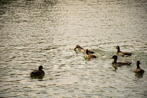 Enten Schwimmen Auf Dem See — Stockfoto