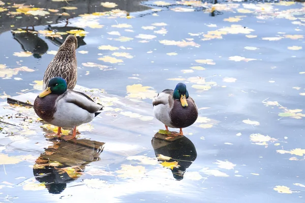 Eine Gruppe Wildenten Schläft Auf Dem See Spätherbst Oder Winter — Stockfoto