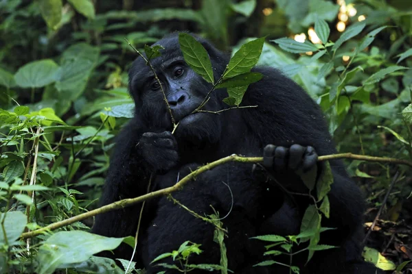 Gorila horská krmení — Stock fotografie