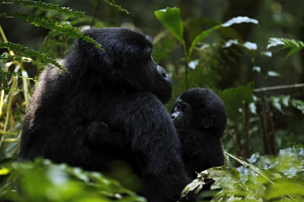 大猩猩与宝宝 — 图库照片