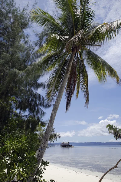 Raja Ampat Dive Lodge Jetty — Fotografie, imagine de stoc