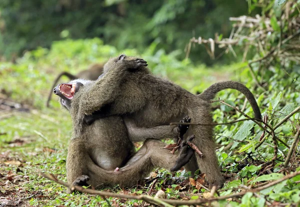 Olive Baboons Fighting — Stock Photo, Image