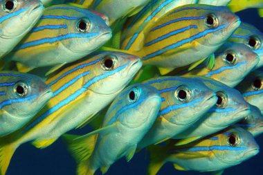 Okul Snappers