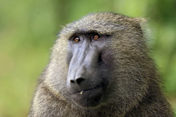 올리브 개 코 원숭이 초상화 — 스톡 사진