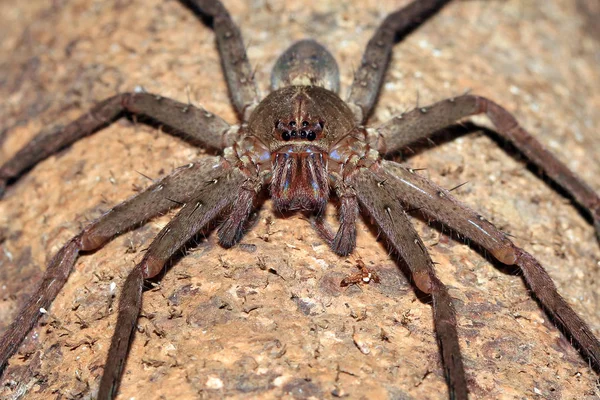 Spinne von vorne — Stockfoto