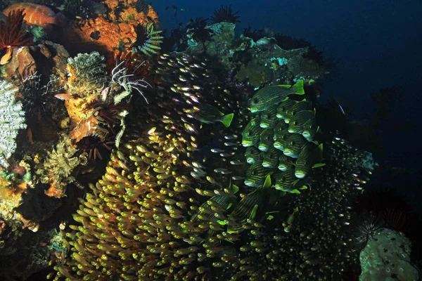 Кораловий риф життя — стокове фото