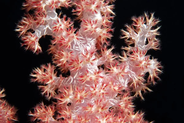 Μαλακά κοράλλια σε Μαλδίβες — Φωτογραφία Αρχείου