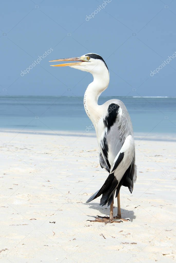 Gray Heron on the Beach