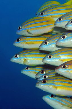 School of Blue-lined Snappers clipart