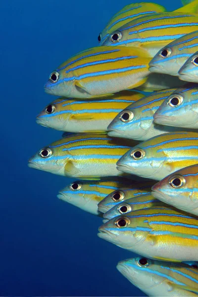 School of Blue-lined Snappers — Stock Photo, Image