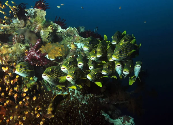 Band-Süßlippen am Korallenriff — Stockfoto