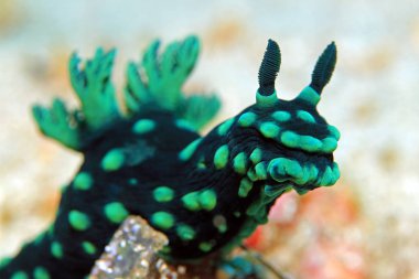 Nembrotha Cristata yakın çekim