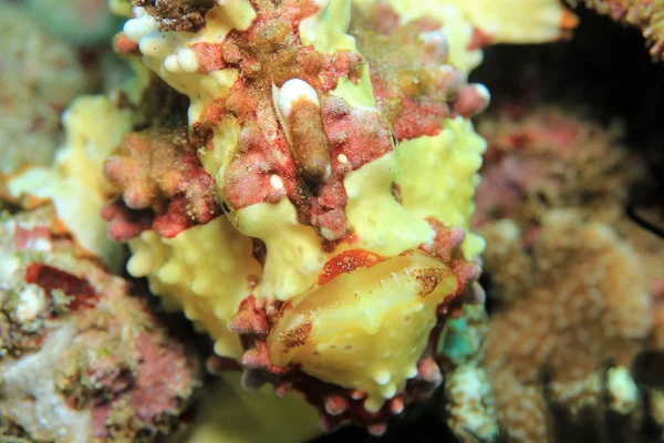 Klaun Frogfish, Bali — Zdjęcie stockowe