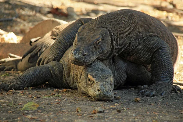 Komodo ejderleri çiftleşme — Stok fotoğraf