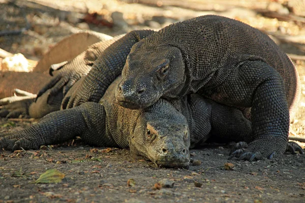 Dragões komodo acasalamento — Fotografia de Stock