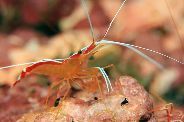 Skunk Cleaner Shrimp — Stock Photo, Image