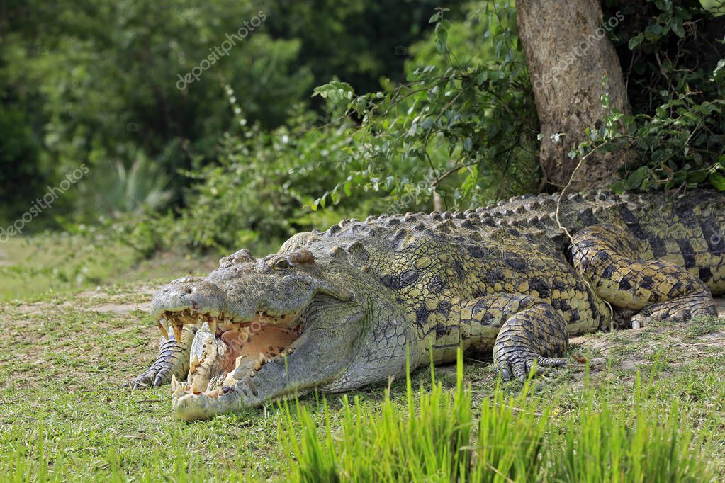 Nile Crocodile on River Bank — Stock Photo © Andaman 135072868