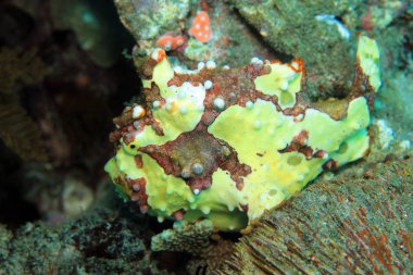 Palyaço Frogfish, Bali